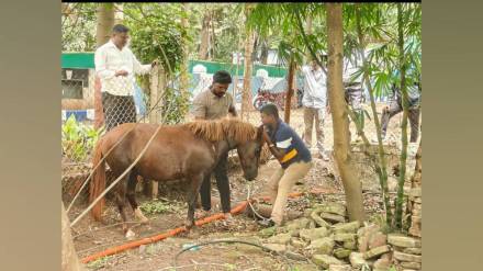 Sangli Municipal corporation launched stray animal drive