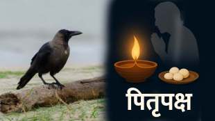 Pitru Paksha 2025 Crows vanish during Pitru Paksha raising concern over rituals ecology decline crow population Maharashtra