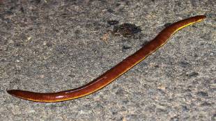 Western Ghats amboli rare Sicilian
