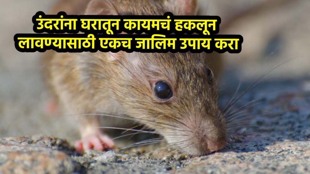 This is a effective solution to get rid of rats