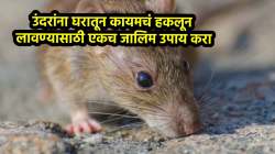 ‘हा’ एक जालिम उपाय केल्यास उंदीर कधीच तुमच्या घराकडे ढुंकूनही पाहणार नाहीत; आयुष्यभर घरापासून दूर राहतील