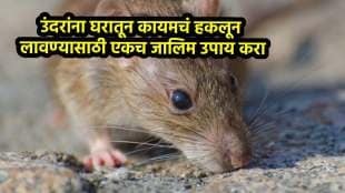 This is a effective solution to get rid of rats
