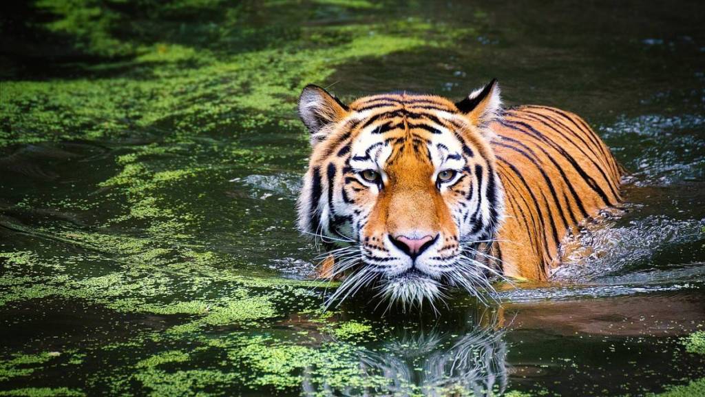tiger corridors Maharashtra, Adani coal mining impact, tiger habitat conservation India,