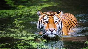 tiger corridors Maharashtra, Adani coal mining impact, tiger habitat conservation India,
