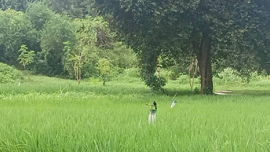 palghar farmers to set up bird stops to protect paddy naturally