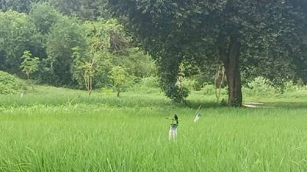 palghar farmers to set up bird stops to protect paddy naturally