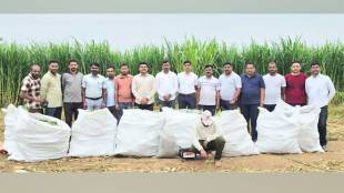 Police seized rs 15 lakh marijuana hidden in maize crop in bastawade tasgaon