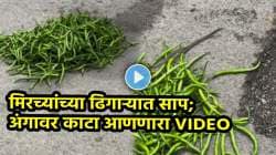 ‘आईशप्पथ, देवा…’ मिरच्यांच्या ढिगाऱ्यात लपला होता हिरवा साप! सळसळ करत वर आला अन्… भररस्त्यात घडला अंगावर काटा आणणारा प्रकार; पाहा VIDEO
