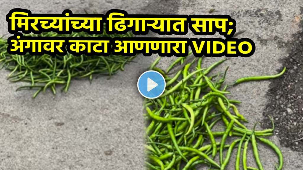 snake hidden in green chilli plastic carry bag