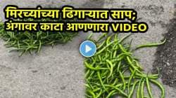 ‘आईशप्पथ, देवा…’ मिरच्यांच्या ढिगाऱ्यात लपला होता हिरवा साप! सळसळ करत वर आला अन्… भररस्त्यात घडला अंगावर काटा आणणारा प्रकार; पाहा VIDEO