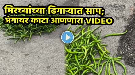 snake hidden in green chilli plastic carry bag