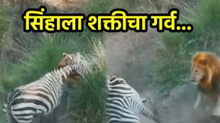 Lion attack on zebra jungle
