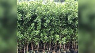 conocarpus tree ban, environmental impact of conocarpus, native trees for urban planting,