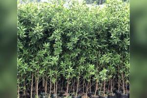 conocarpus tree ban, environmental impact of conocarpus, native trees for urban planting,
