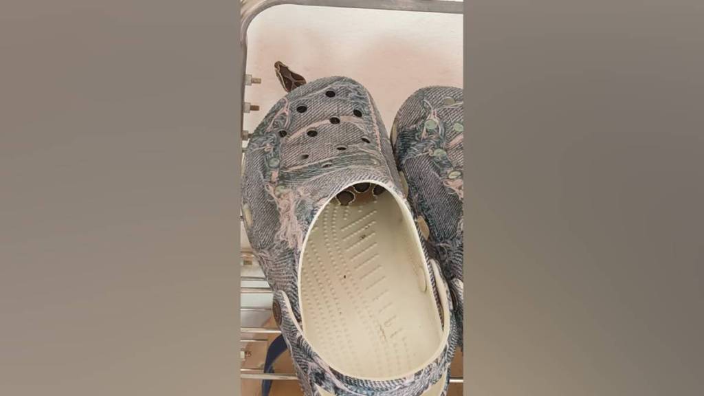 snake Nagpur, Russell viper Nagpur, snake bite prevention Nagpur, venomous snakes Maharashtra,