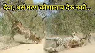 lions attack on giraffes