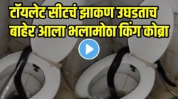 बापरे! टॉयलेट सीटचं झाकण उघडताच बाहेर आला भलामोठा किंग कोब्रा; पुढच्याच क्षणी तरुणानं मारला स्प्रे पण…, VIDEO पाहून थरकाप उडेल