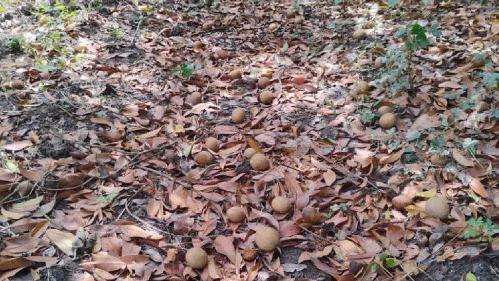 heavy rains and strong winds damaged sapodilla crops