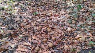 heavy rains and strong winds damaged sapodilla crops