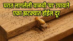 Best Home Remedies for Termites