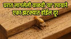 घरातील जुन्या फर्निचर, दरवाजा आणि खिडक्यांना लागलेली वाळवी ‘या’ जालिम उपायाने एका झटक्यात होईल दूर