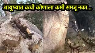 Jungle video wild dong trying to attack deer