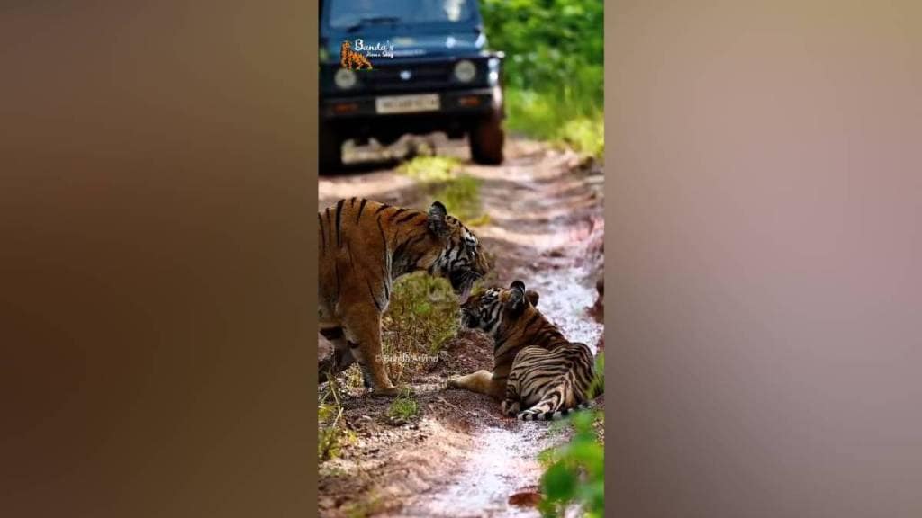 Tadoba tiger reserve, Tadoba Andhari tourism, Collarwali tigress, tiger sightings India, buffer zone tourism,