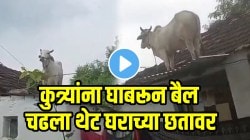 अरे देवा…कुत्र्यांना घाबरून बैल चढला थेट घराच्या छतावर; तेलंगणामधील VIDEO पाहून तुम्हीही पोट धरुन हसाल