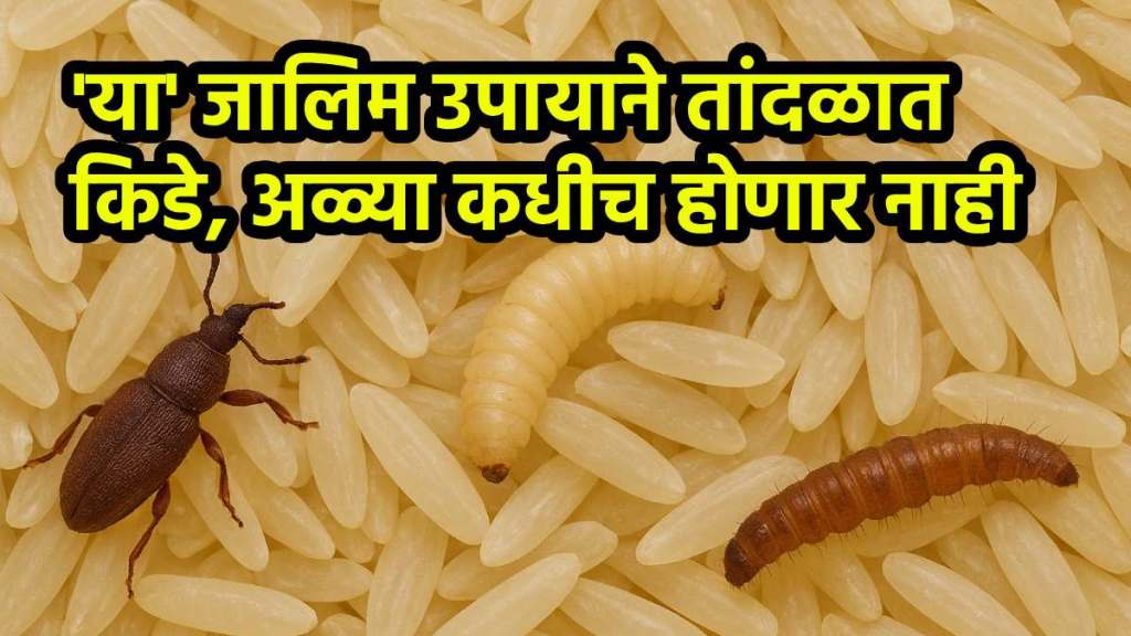 Tips To Protect Your Rice From Bugs And Weevils