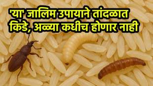 Tips To Protect Your Rice From Bugs And Weevils
