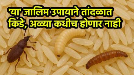 Tips To Protect Your Rice From Bugs And Weevils