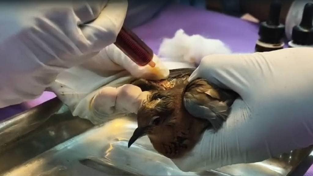 Madhya Pradesh youth brought small injured bird to maharashtra crossed state border for treatment
