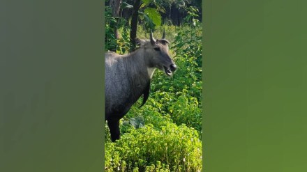 nilgai with three horns in tipeshwar sanctuary