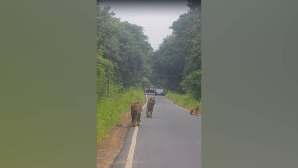 tadoba andhari tiger reserve Chandrapur tigers tadoba andhari tiger reserve Chandrapur tigers