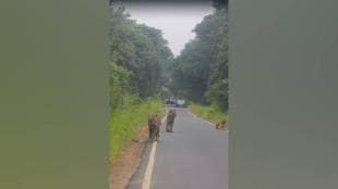 tadoba andhari tiger reserve Chandrapur tigers