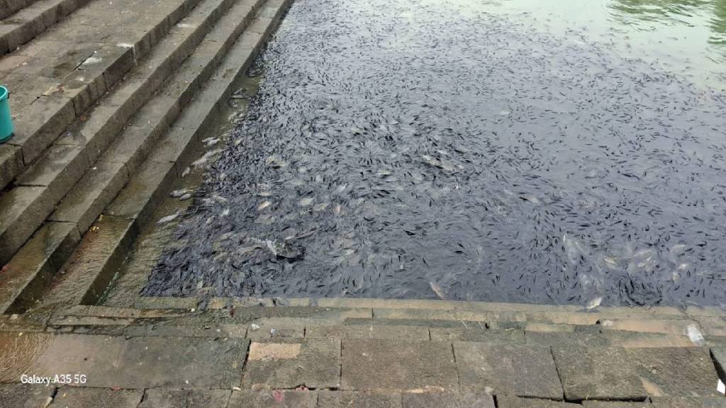 Pitru Paksha and Sarvapitri amavasya rituals performed at banganga lake fish died