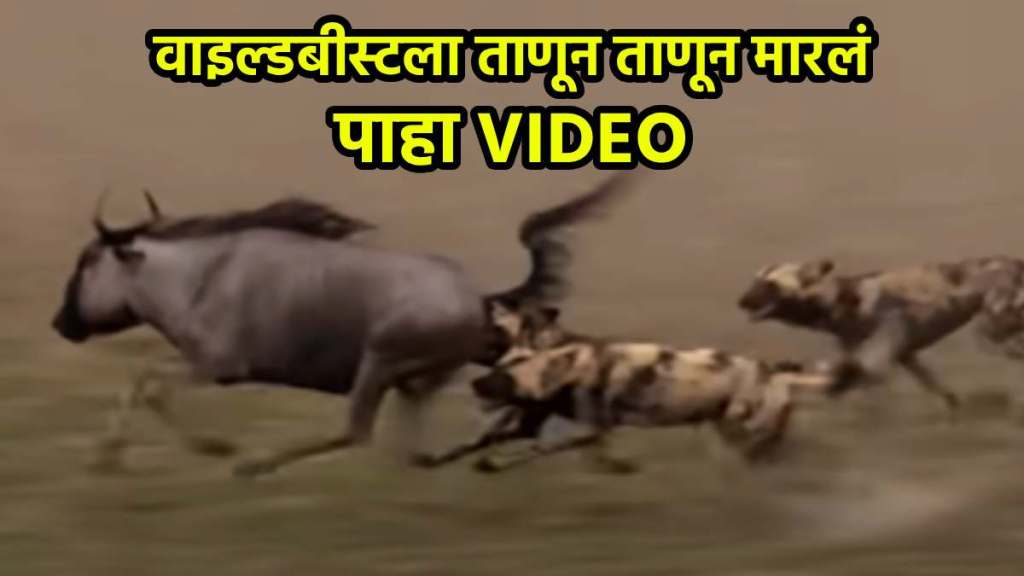 wild dogs attack wildebeest animal jungle video