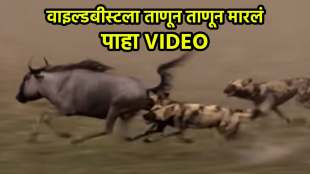 wild dogs attack wildebeest animal jungle video