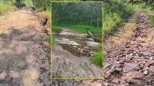 pench tiger reserve news