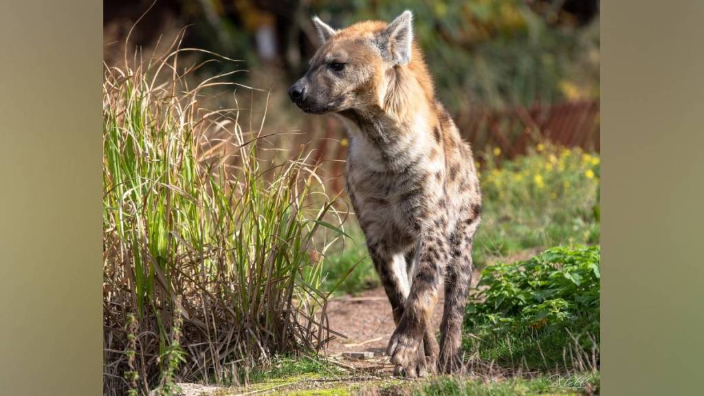 Artillery Center leopard trap Hyena, leopard attacks Nashik, forest department Nashik, Nashik leopard cage traps, child safety leopard attacks,