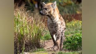 Artillery Center leopard trap Hyena, leopard attacks Nashik, forest department Nashik, Nashik leopard cage traps, child safety leopard attacks,