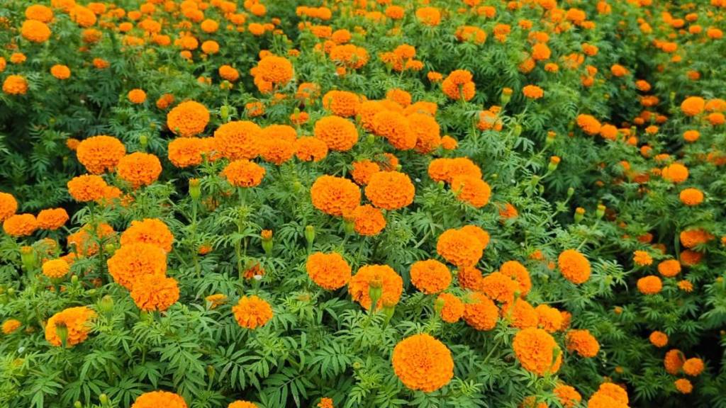 marigold farming Purandar, Jejuri flower market, marigold price Dussehra, Khandenavami flowers,