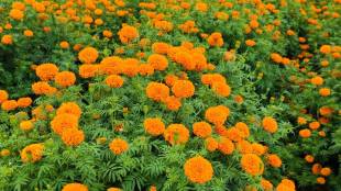 marigold farming Purandar, Jejuri flower market, marigold price Dussehra, Khandenavami flowers,