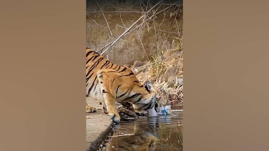 tigress removing plastic in tadoba video spreading environmental awareness