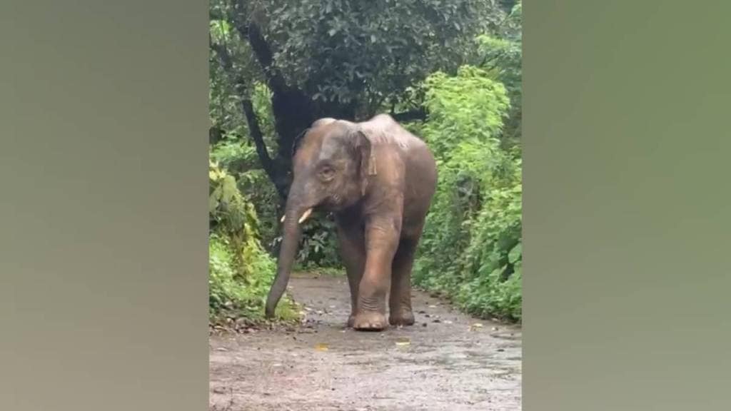 Wild elephant Onkar from Goa entered Satose Madura area of Sawantwadi