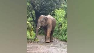 Wild elephant Onkar from Goa entered Satose Madura area of Sawantwadi