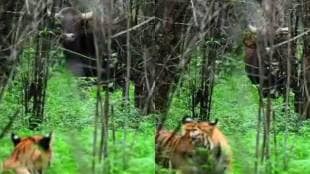 tiger buffalo video loksatta