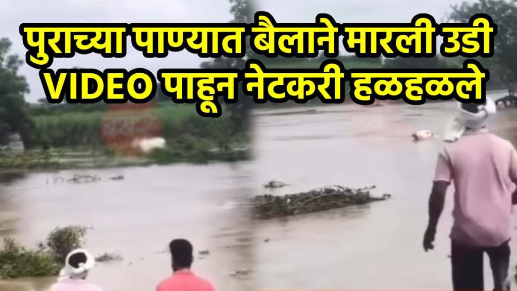Bull jumps into flood water for love of owner