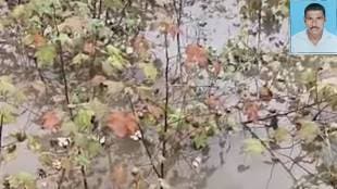 Dhule cotton crop destroyed farmer committed suicide