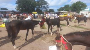 heavy rains reduced arrival of horses in market and increase in their prices